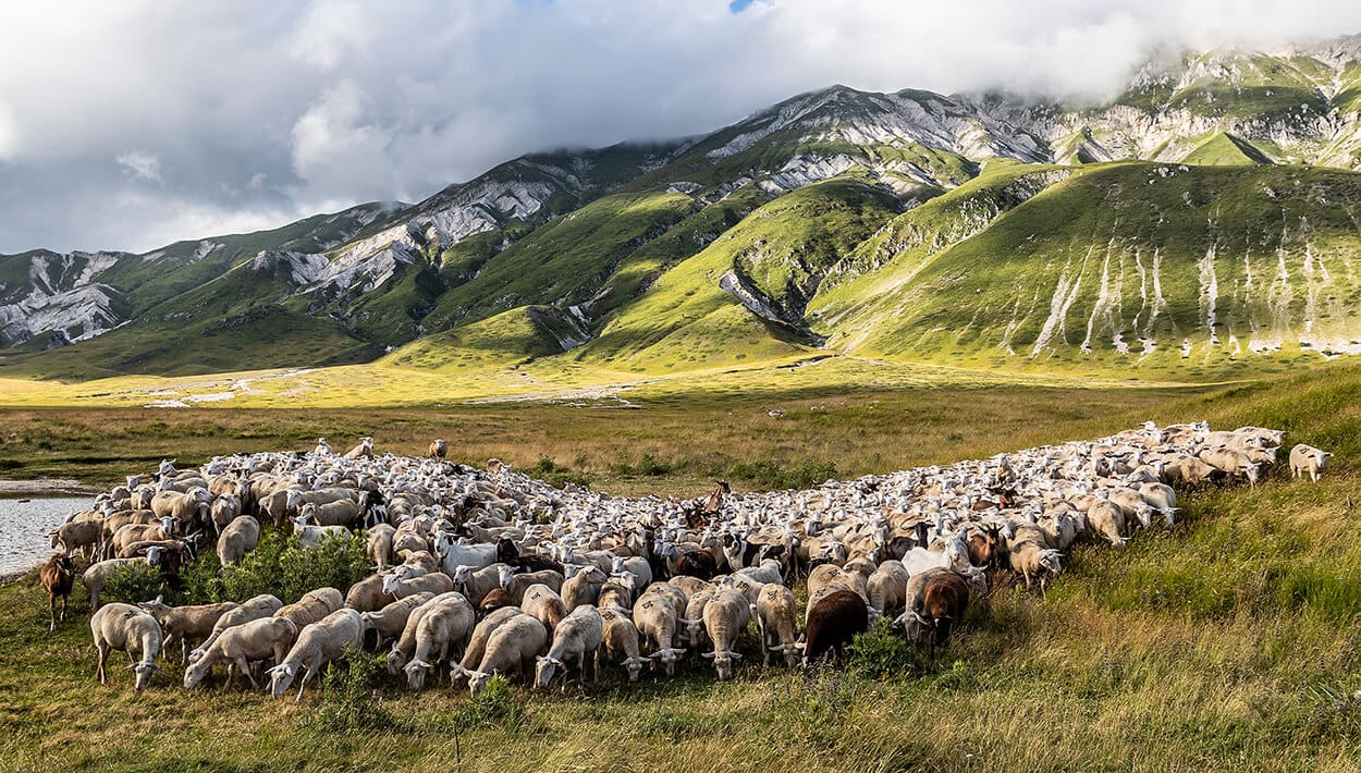 A flock of sheep graze near a lake in the Abruzzo mountain region in Italy, seen by Slow Cyclists.