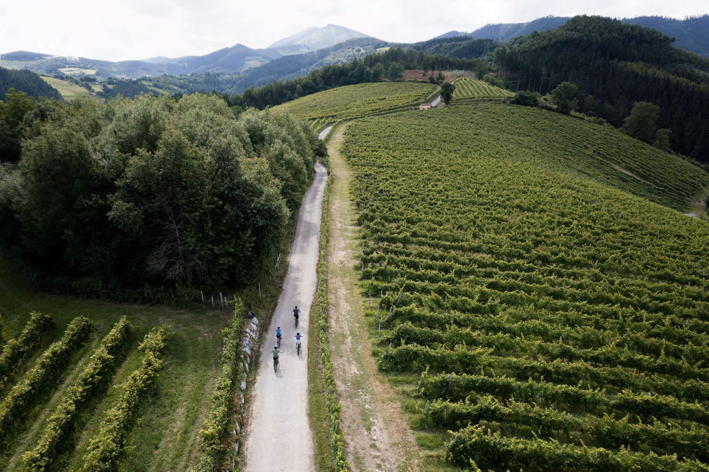 Cycling through vineyards in Spanish Basque country
