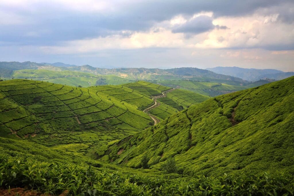 Tea plantations cover the hills of Rwanda