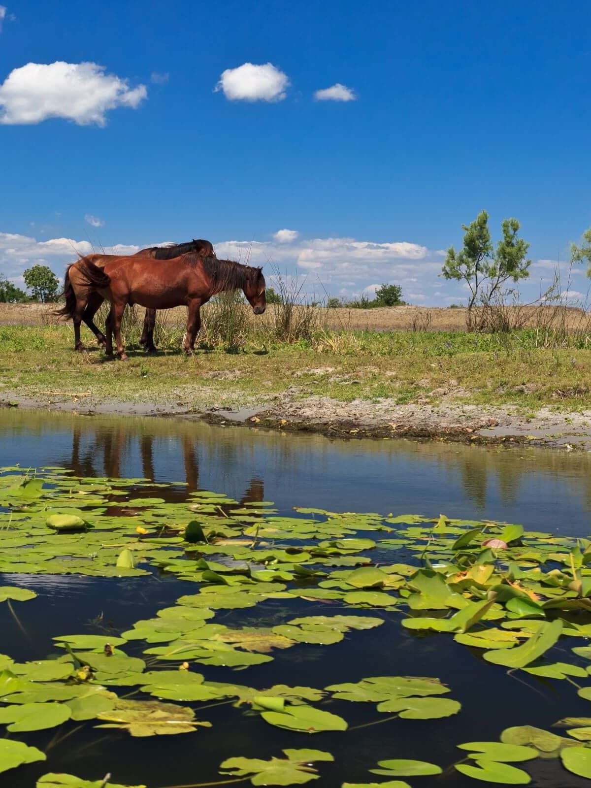 Lily pads on the river and horses in the Danube Delta, Romania