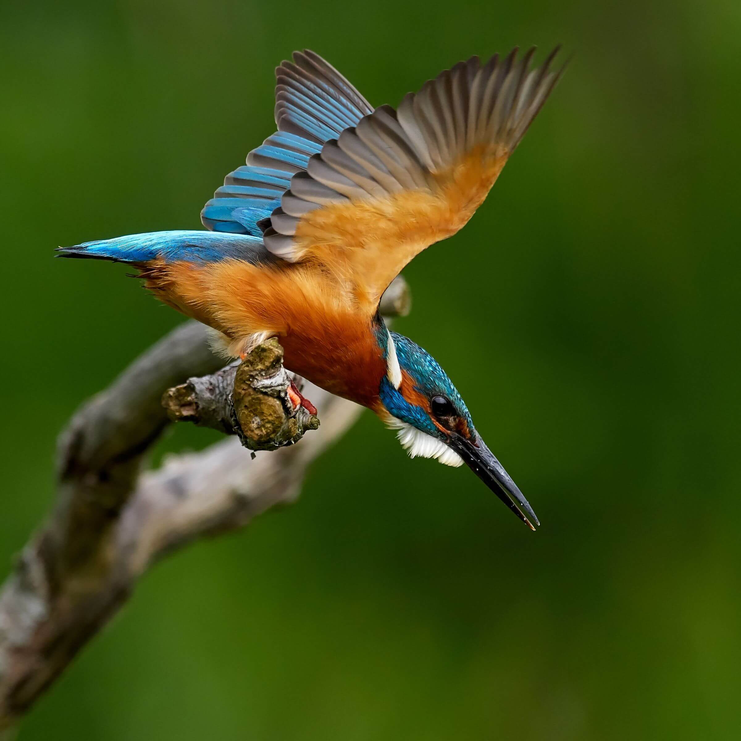 A kingfisher on Romania's Danube Delta