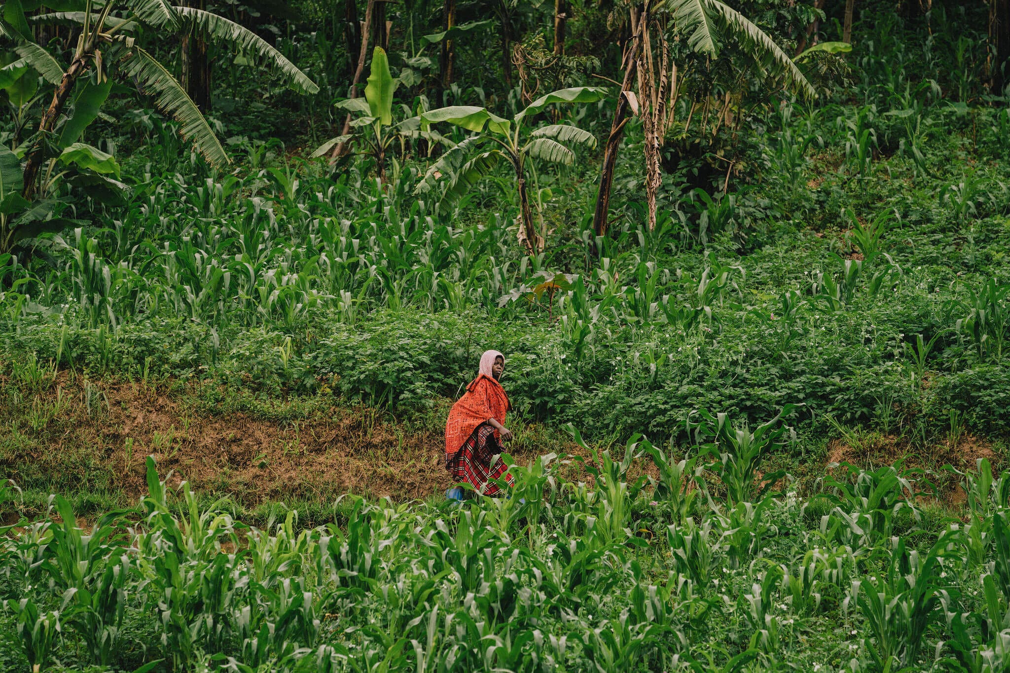 A Rwandan woman walking through fields