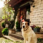 A dog outside a traditional stone house in Zagori, Greece, visited on a Slow Cyclist journey.