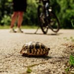 A tortoise crossing the road in Zagori, Greece, with a Slow Cyclist and their e-bike in the background.