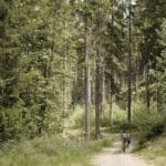 Two Slow Cyclist guests riding through the forest in Lower Silesia, Poland.