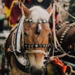 A horse in traditional dress in Yerevan, Armenia, seen by Slow Cyclists