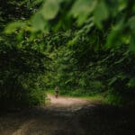 A Slow Cyclist riding through the forest in Armenia