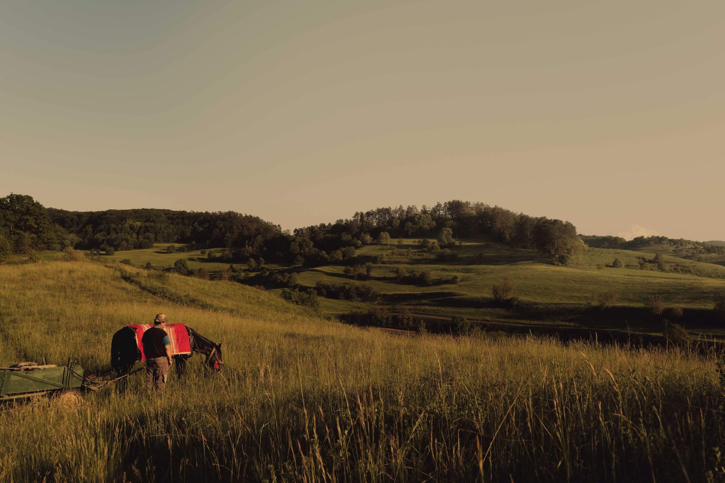 A traditional horse and cart in the meadows of Transylvania, visited on a Slow Cyclist journey.