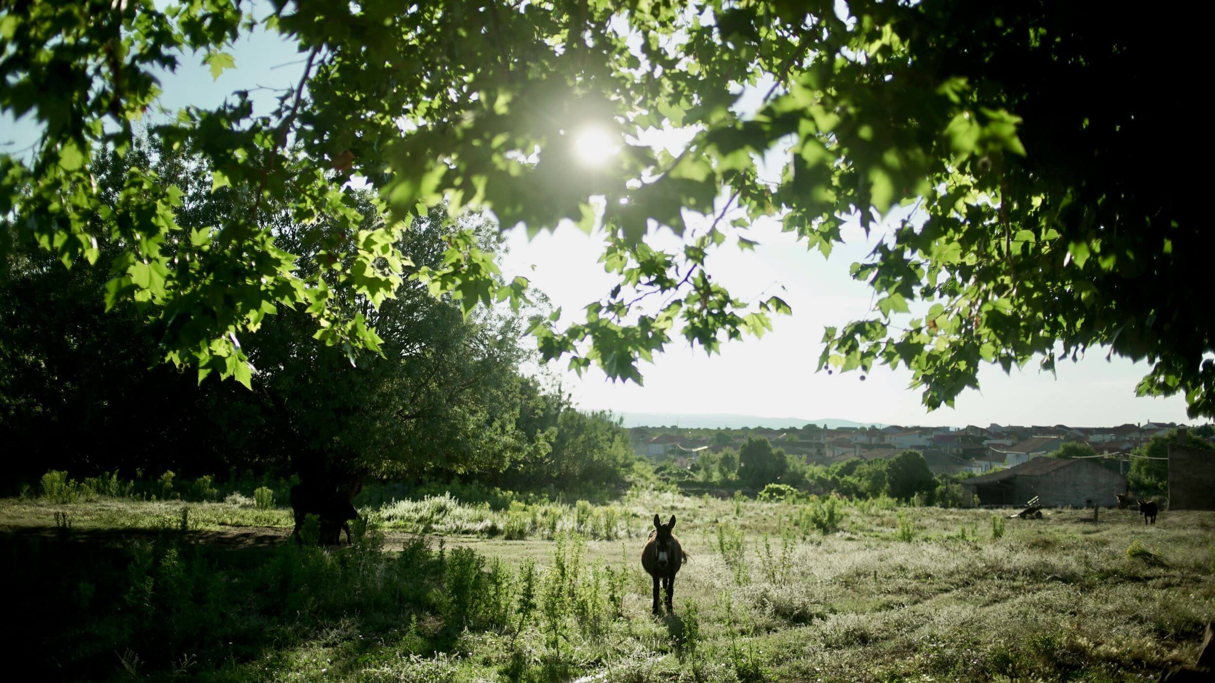 A donkey standing beneath sun-dappled trees in Portugal's Coa river region.