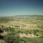 Overlooking olive groves in the Coa region of Portugal, visited by Slow Cyclist guests