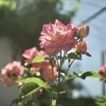 Pink roses in the Douro region, Portugal, where Slow Cyclist guests visit